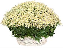 Цветочная композиция из Ромашки в корзине #REPLACE_PRED# Сикаках